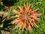 Bloem
