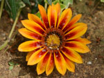 Bloem