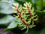 koraal bloem